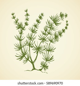 Characeae elodea, green seaware tuft and root isolated on white backdrop. Freehand outline black ink hand drawn picture sketch in art vintage doodle style pen on paper. View closeup and space for text