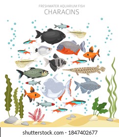 Characins fish. Freshwater aquarium fish icon set flat style isolated on white.  Vector illustration