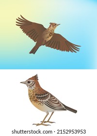 character for animation feathered lark songbird flies sits on spring seasons biology fauna ecology geography nature