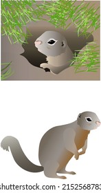 carácter para la animación ardilla de tierra asomando de un agujero despertó de la hibernación en estaciones de primavera flora ecología mamíferos geografía naturaleza aire limpio