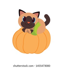 The character cartoon of cute cat play with the pumpkin in the flat vector style. Illustration for graphic,content , banner, sticker.