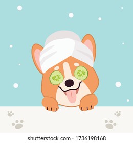 The character of cute corgi dog with towel ans slice cucumber in flat vector style. illustation about pet grooming for graphic,content , banner, sticker label and greeting card.