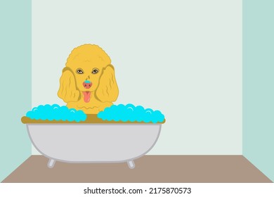 The character cute poodle dog taking a bath with bathtub and bubbles