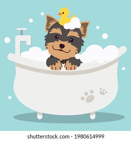 The character cute yorkshire terrier dog taking a bath with bathtub.it look very happy with duck rubber in flat vector style. illustation about  health care and pet grooming
