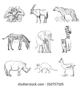 Character design Set of animals silhouettes. Orangutan, goat, hyena, zebra, elephant, lemur, rhino, deer, anteater