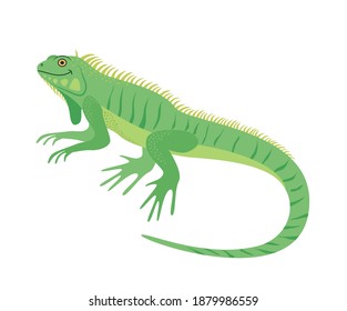 The character. Iguana. Lizard. Reptile. Vector illustration