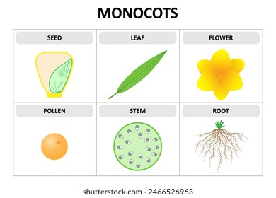 Characteristics of monocots. Seed, leaf, flower, pollen, stem, root. Diagram.