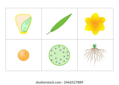 Characteristics of monocots. Seed, leaf, flower, pollen, stem, root.