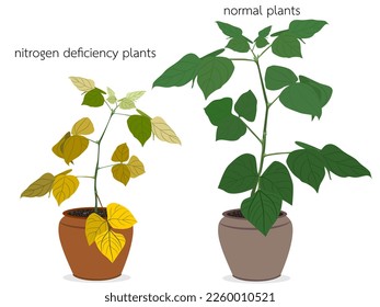 Characteristics of nitrogen deficient plants.