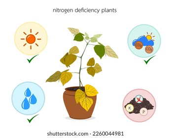 Characteristics of nitrogen deficient plants.