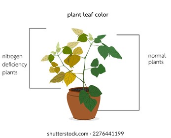 Characteristics of nitrogen deficient plants.