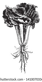 Se le llama al Chard como un cobertizo suizo y también muy bajo en calorías. Es la más nutritiva de las verduras, el dibujo vintage o la ilustración de grabado.