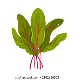 Ilustración vectorial de hojas verdes chard. Caricatura aislada vegetación de hojas suizas con tallo morado, mango fresco orgánico de plantas para ensaladas, primavera joven y hierbas naturales de verano del jardín