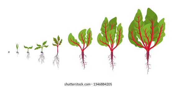 Chard growth stages. Planting of leaf stalks plant. Swiss chard taproot life cycle. Vector illustration on white background. Beta vulgaris.