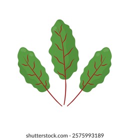 Chard leaves vegetable in cartoon style. Fresh chard element isolated on white background for farm market design. Organic healthy food clipart. Vector illustration