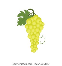 Chardonnay-Traube. Vektorgrafik einzeln auf weißem Hintergrund