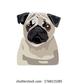 Charming, cute beige pug puppy on a white background. Smiling with his tongue.Pets, dog lovers, animal themed design 