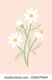 Charming daisy flower isolated on a light pink background. Chamomile flower hand-drawn stylized botanical vector illustration in flat style. Perfect for decoration, poster, greeting card design.