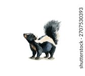 Charming digital illustration of a curious striped skunk, perfect for nature-themed projects, educational content, or children