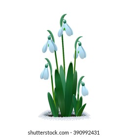 Charming first spring snowdrops on the melting snow