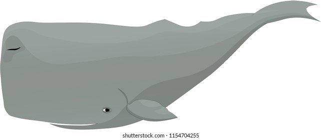 Charming gray sperm whale on isolated background.