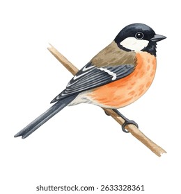 Ilustração encantadora de um pássaro bullfinch com peito vermelho vívido e detalhes de penas macias. Ideal para cartões sazonais, decoração de natureza, arte de parede e projetos criativos com temas de pássaros.
