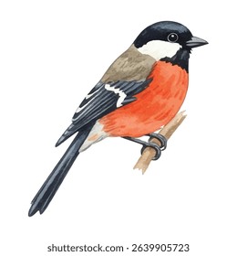 Charming  illustration of a bullfinch bird with vivid red breast and soft feather details. Ideal for seasonal cards, nature decor, wall art, and bird-themed creative projects.
