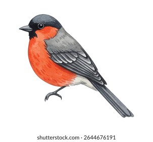 Charming  illustration of a bullfinch bird with vivid red breast and soft feather details. Ideal for seasonal cards, nature decor, wall art, and bird-themed creative projects.