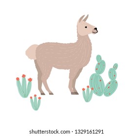 Charming llama, cria or alpaca isolated on white background. Funny farm South American animal grazing among cactuses. Andean domestic livestock. Colorful vector illustration in flat cartoon style.