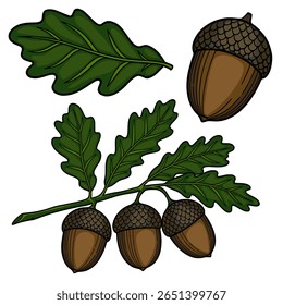 A charming vector illustration of oak acorns and leaves, meticulously detailed with rich brown and deep green hues, perfect for autumnal designs.