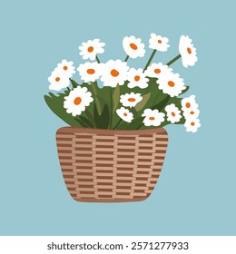 Charming white daisies in a woven basket against a light blue background