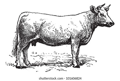 Charolais cattle, vintage engraved illustration. Dictionary of words and things - Larive and Fleury - 1895.