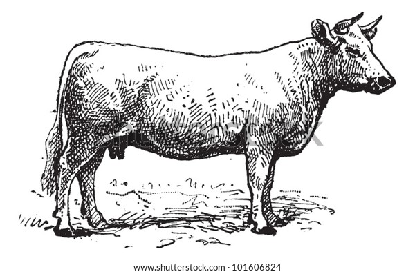 Charolais Cattle Vintage Engraved Illustration Dictionary Stock Vector ...