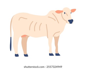 Charolais cow breed vector illustration