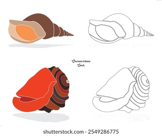 Charonia tritonis, Conch, Natural Sea Shell, Shell, shell, see food, animal, sea snail,.
