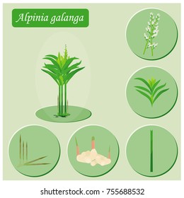 chart of alpinia galanga vector design