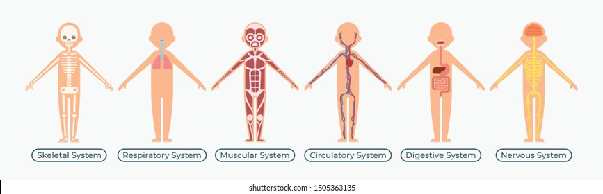 Chart of Biology for Human Body Organ Systems (Skeletal/Respiratory/Muscular/Circulatory/Digestive/Nervous) - Vector Illustration