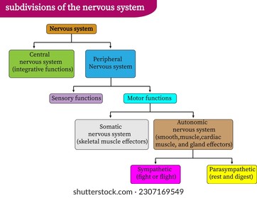 gráfico de divisiones del sistema nervioso.iluminación vectorial