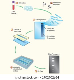 Chart of DNA Fingerprints Process