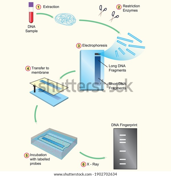 Chart Dna Fingerprints Process Stock Vector (Royalty Free) 1902702634 ...