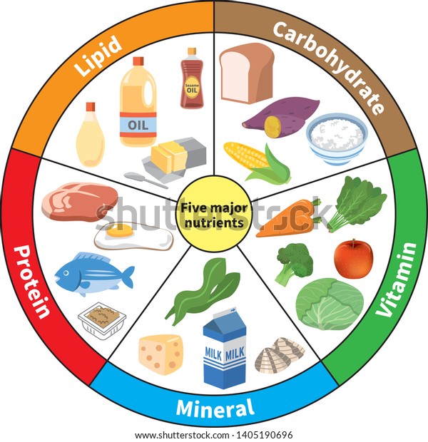 Chart Five Major Nutrients Stock Vector (Royalty Free) 1405190696