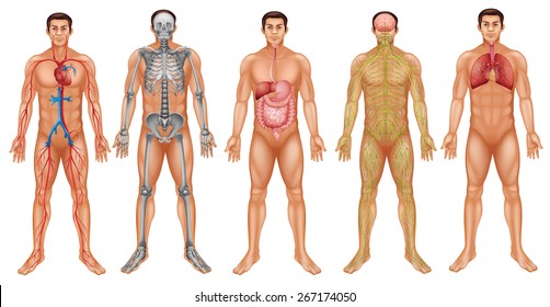 Chart of human body system