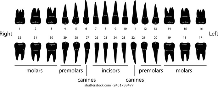 The chart of human teeth, vector illustration