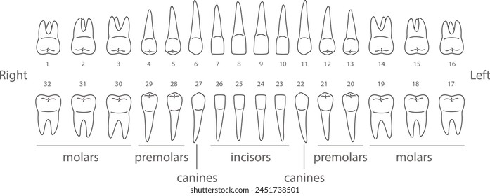 The chart of human teeth, vector illustration