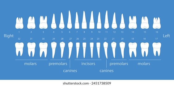 The chart of human teeth, vector illustration