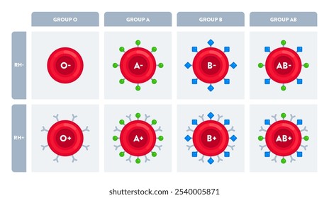 Chart of O, A, B, AB blood group types with Rh factors and antigen markers. Science, biology, healthcare, hematology, blood donation concept. Flat vector illustration isolated on white background