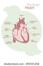 Chart of pink human heart with signed structures of white background