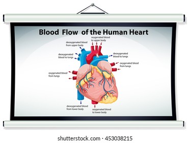 Chart showing blood flow in human heart illustration
