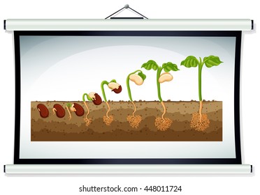 Chart showing the growing of plant illustration