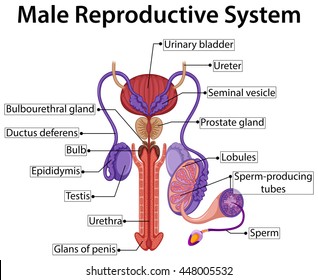 Chart Showing Male Reproductive System Illustration